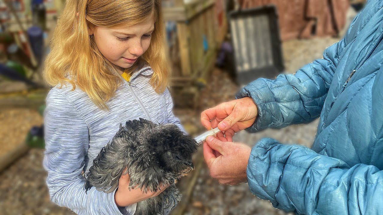 One Of Her Favorite Chickens Is SICK, And We Need To Treat Her NOW!!