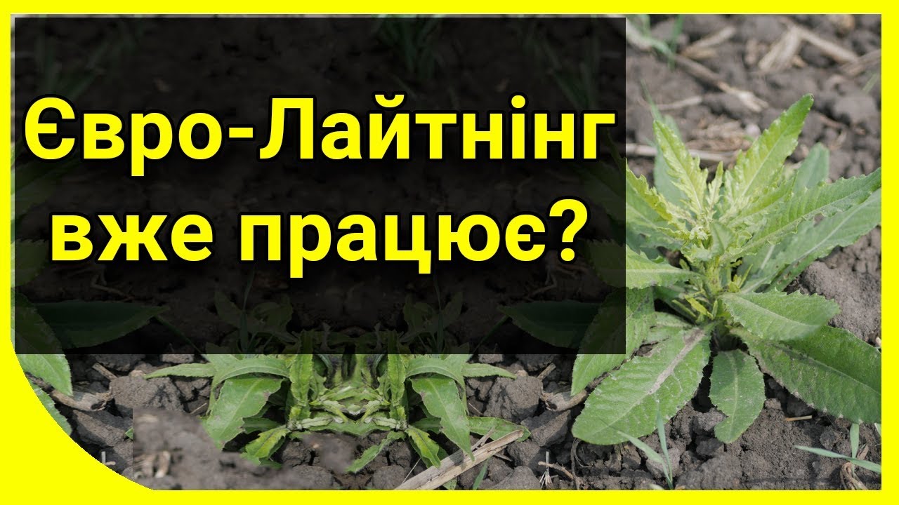 Коли видно, що Євролайтінг працює?