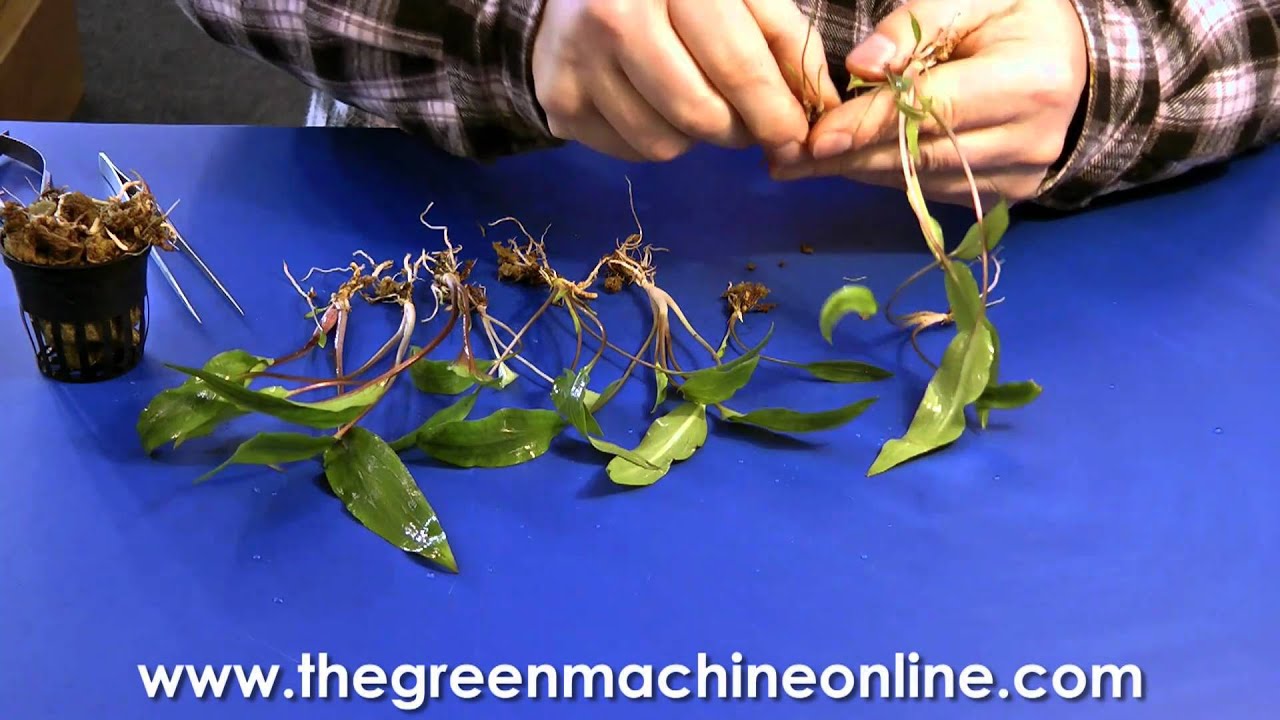 Preparing a Cryptocoryne for planting in an aquarium