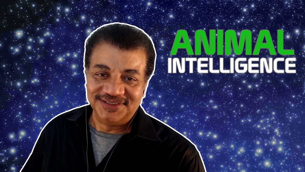 StarTalk Podcast: Cosmic Queries – Interspecies Communication