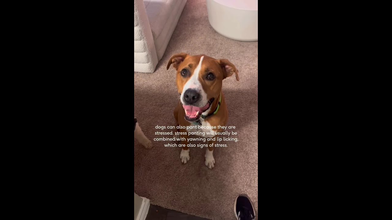 Why Is My Dog Randomly Panting?