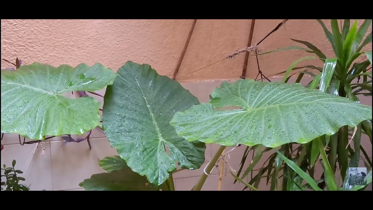 Disfruta del sonido de la lluvia ,muy terapéutico para personas con estrés.