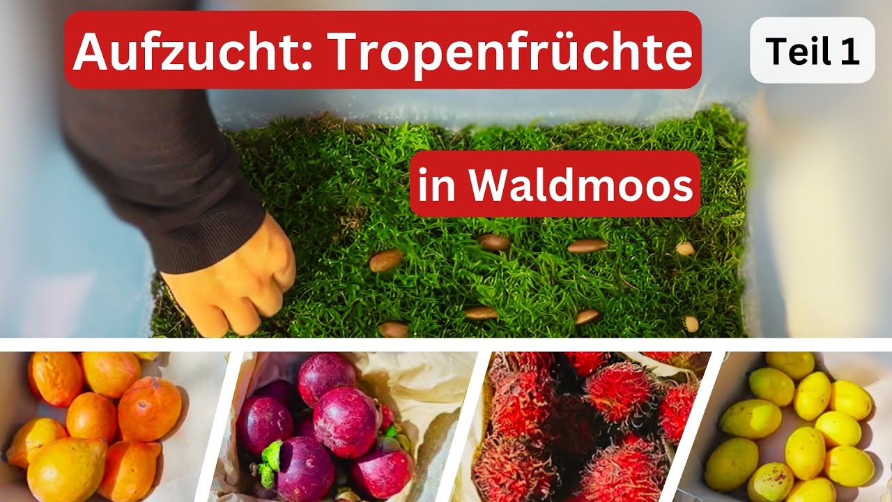 Keimversuch der Samen von Mangostan, Achacha, Rambutan und Gandaria, auf Waldmoos (Teil 1)