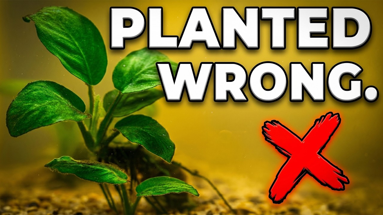 5 Beginner Aquarium Plants That NEVER Die (Even Without CO2)