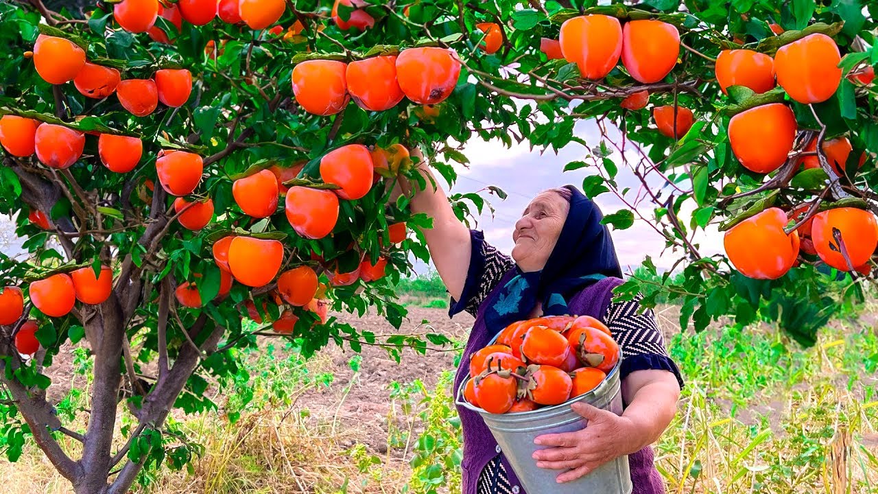 Собираем Свежую Красную Хурму и Храним ее на Зиму!
