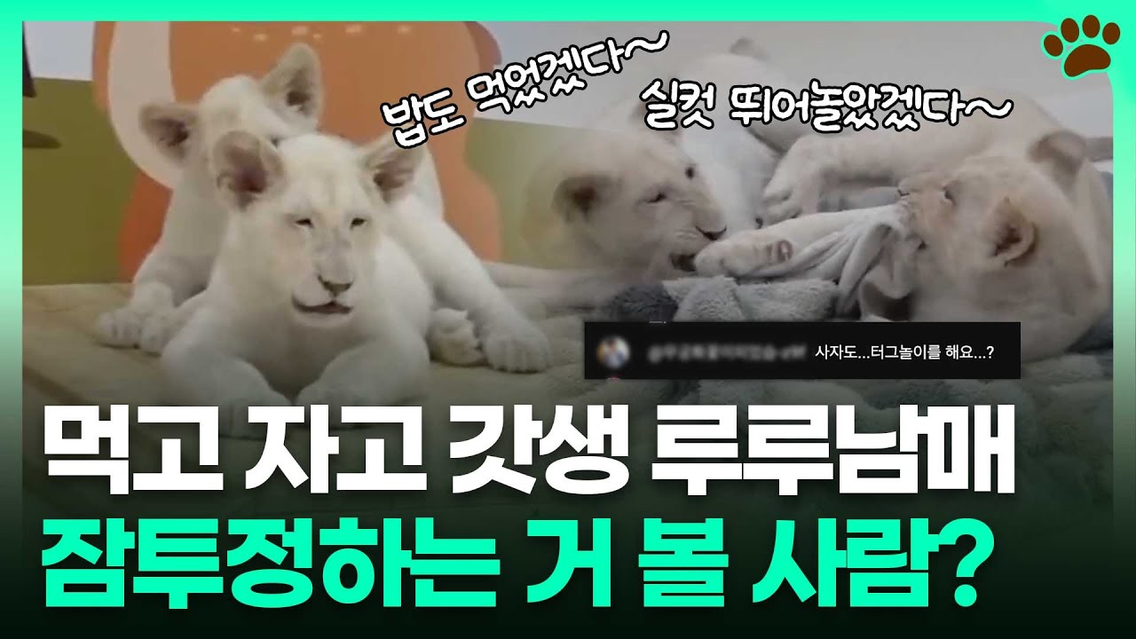 먹고 자고 물고(?)...루루남매의 일상을 ⭐️밀착 관찰⭐️ 해봤습니다ㅣTBC e슈