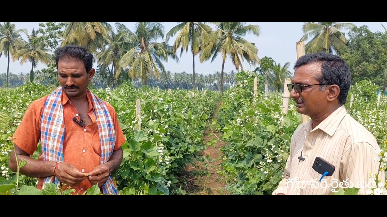 చిక్కుడు సాగు లాభాలు పుష్కలం || Success Story of Broad beans Farming || గోదావరి రైతు బడి 4k VIDEO
