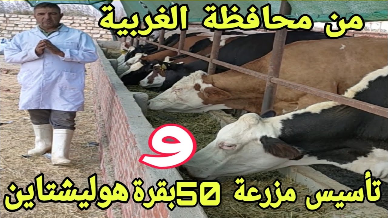مع د/السيد الطوخي..وكيف تؤسس مزرعة البقر الهوليشتاين تكفي 50 بقرة..وهل مشروع الحلاب مربح هذه الايام