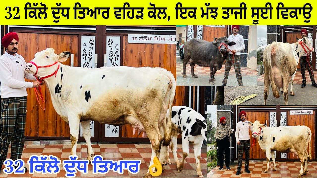 ਪ੍ਰਭਦੀਪ ਸਿੰਘ ਸੰਧੂ ਕੋਲ 2 ਪਸ਼ੂ 32 ਲੀਟਰ ਤਿਆਰ ਵਹਿੜ ਵਿਕਾਉ/ ਪਿੰਡ ਡਿੱਬ ਵਾਲਾ/ ਜੀਰਾ 