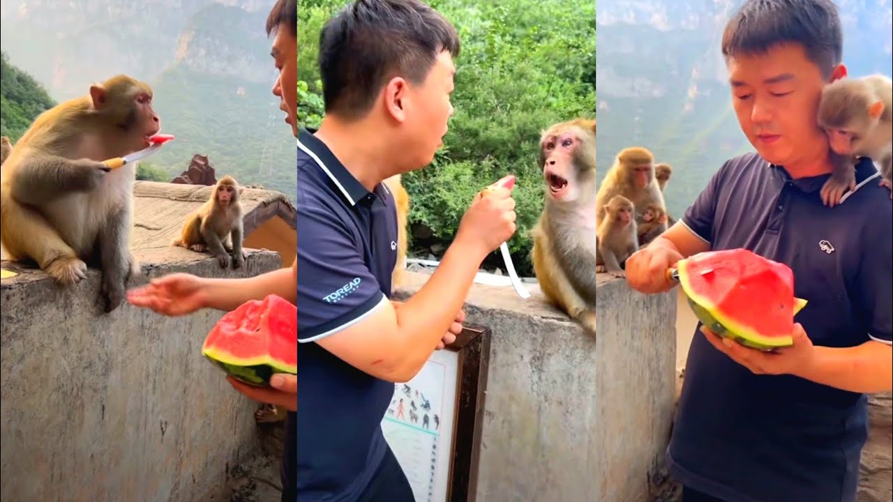 Monkey Life Diaries: Laughs, Love & Little Surprises 🐒📔💖