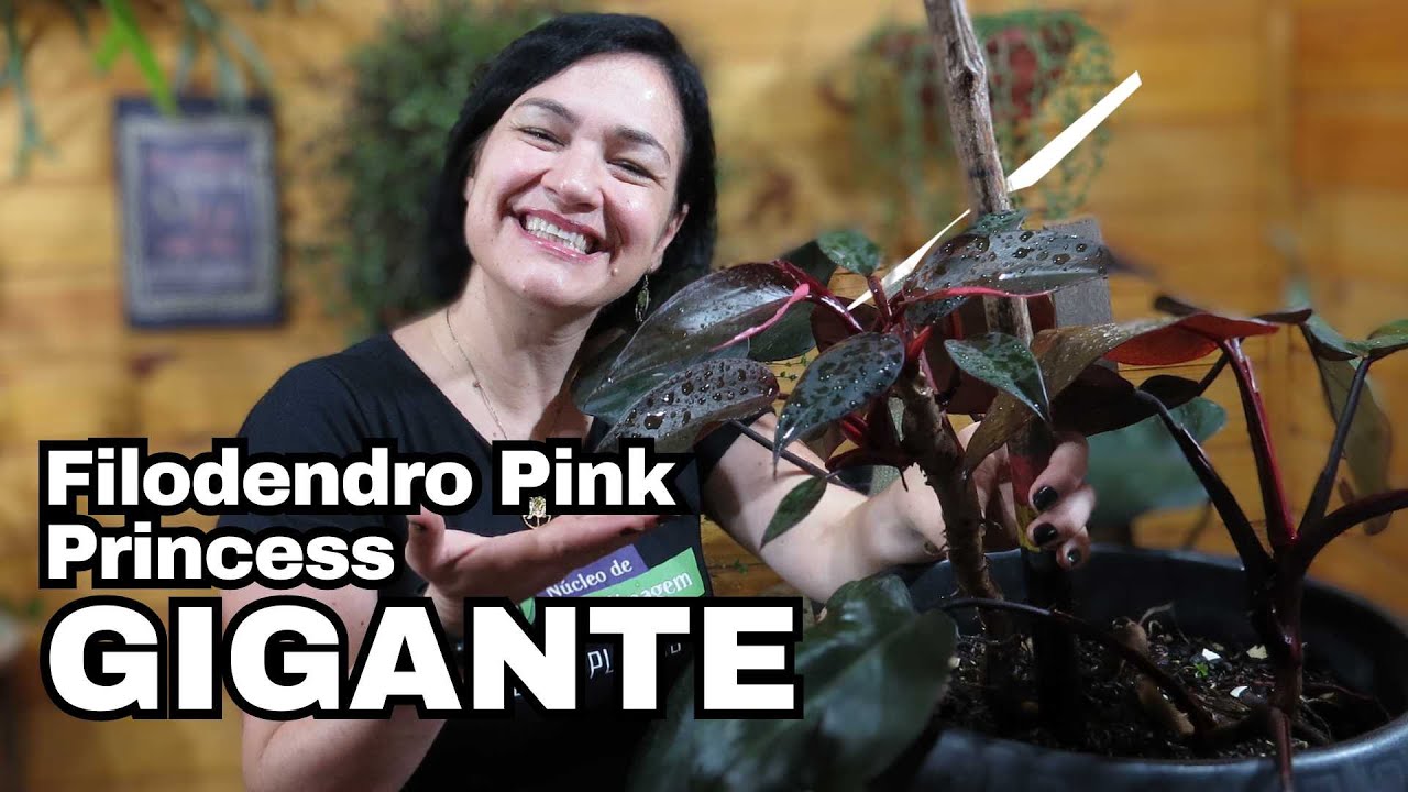 Filodendro Pink Princess GIGANTE