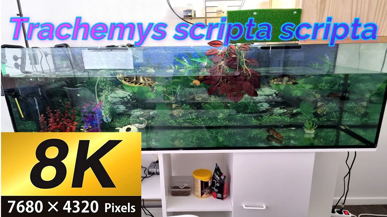 Aquarium Styl&eacute; (8K) pour Trachemys scripta scripta