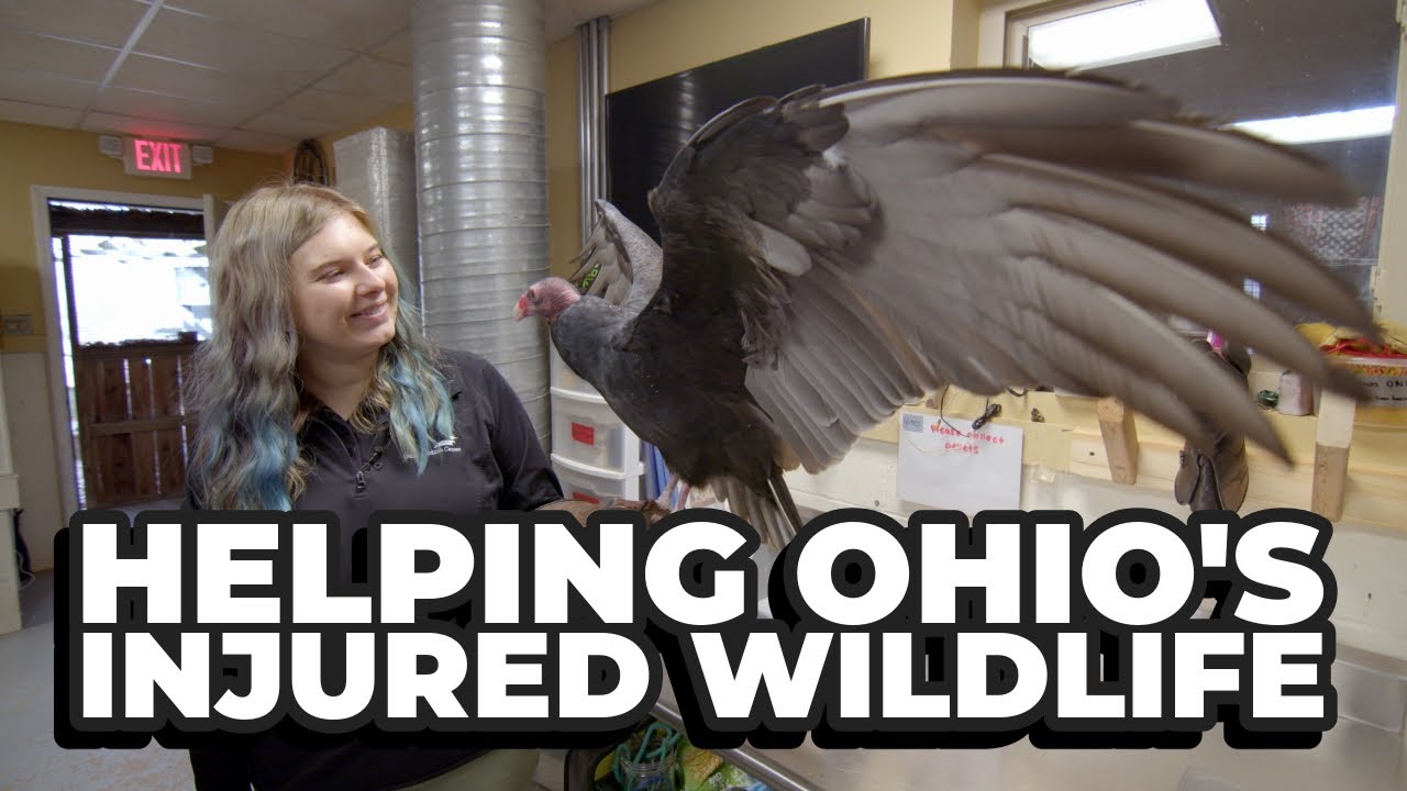Ohio Wildlife Center