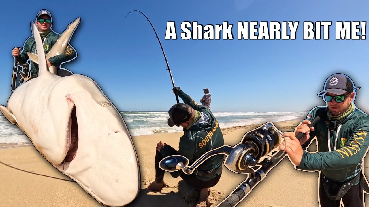 IN SEARCH OF KOB, BUT THERE ARE JUST TOO MANY SHARKS! KOB MISSION TURNED INTO SHARK WRESTLING!