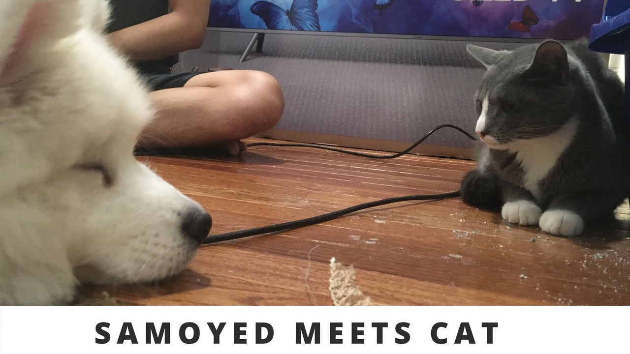 Samoyed Puppy meets CAT! Momo and Mia meet!