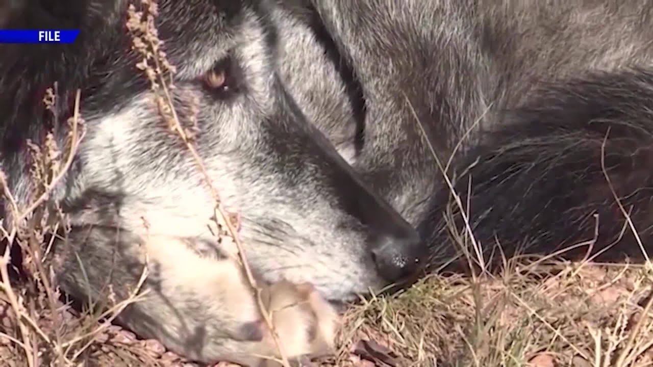 Gray wolf died of acute cardiogenic shock during collar maintenance: CPW