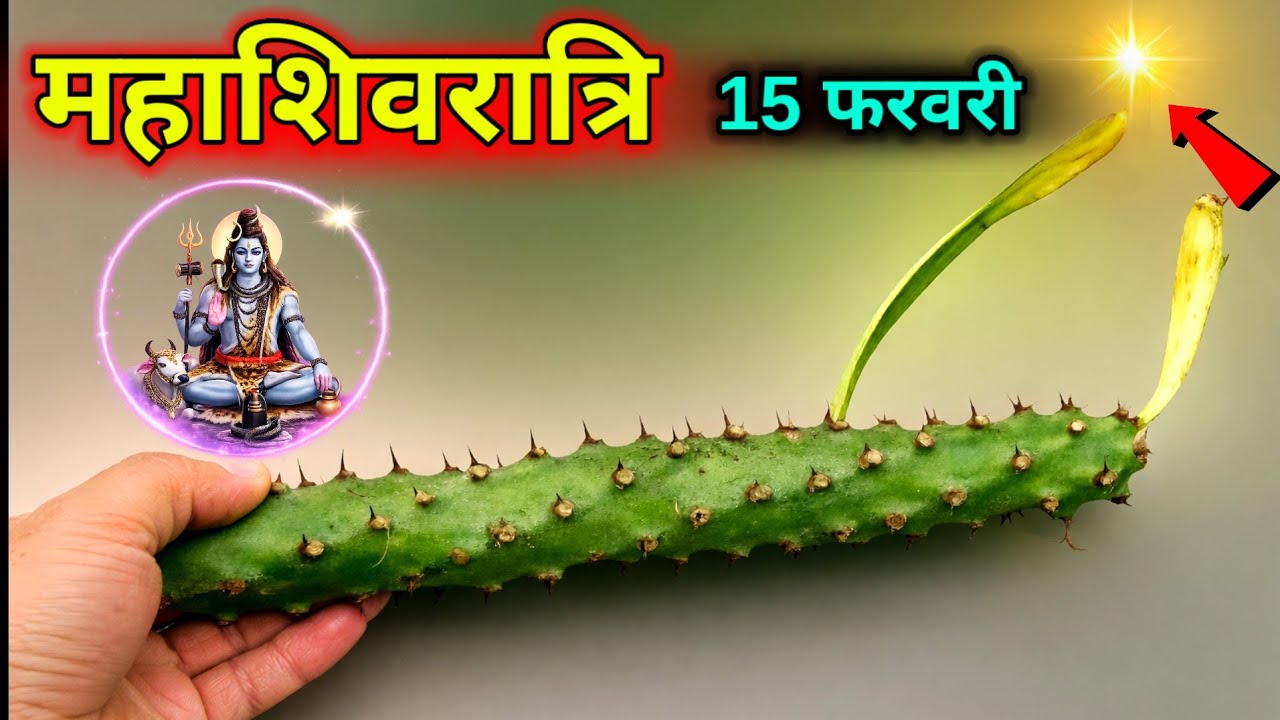 चमत्कार को नमस्कार 😱 15 फरवरी महाशिवरात्रि के दिन चुपचाप ले आना यह पौधे की जड़ घर की गरीबी होगी दूर/