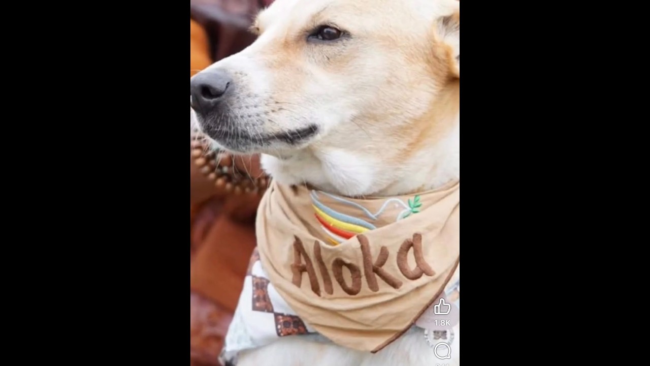 Aloka