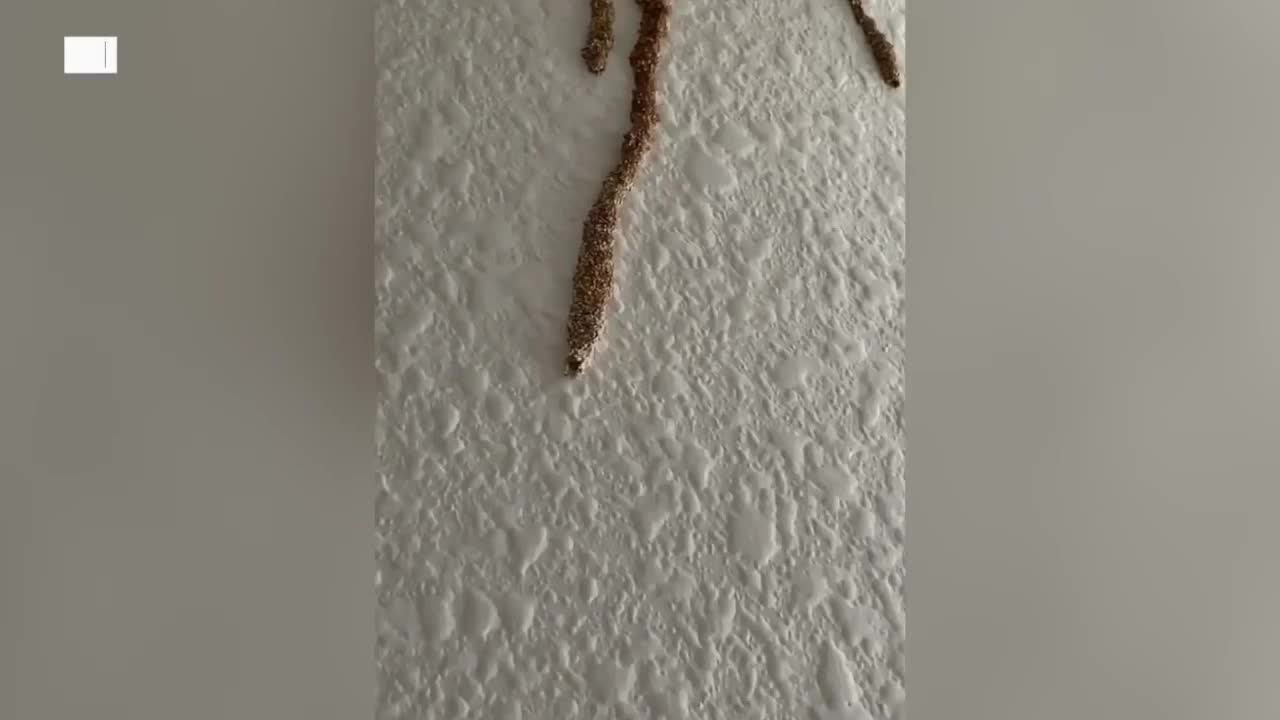 More termites found in Phoenix home after viral story