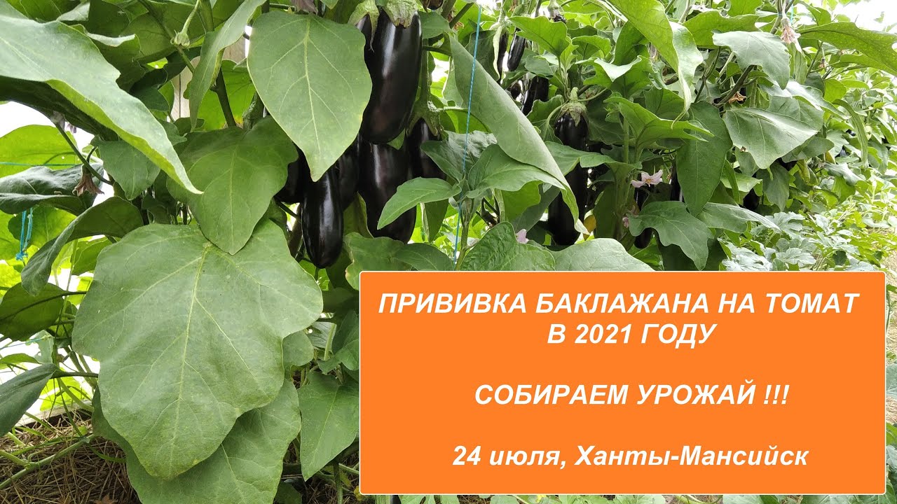 Прививка баклажана на томат в сезоне 2021. Собираем урожай!!!