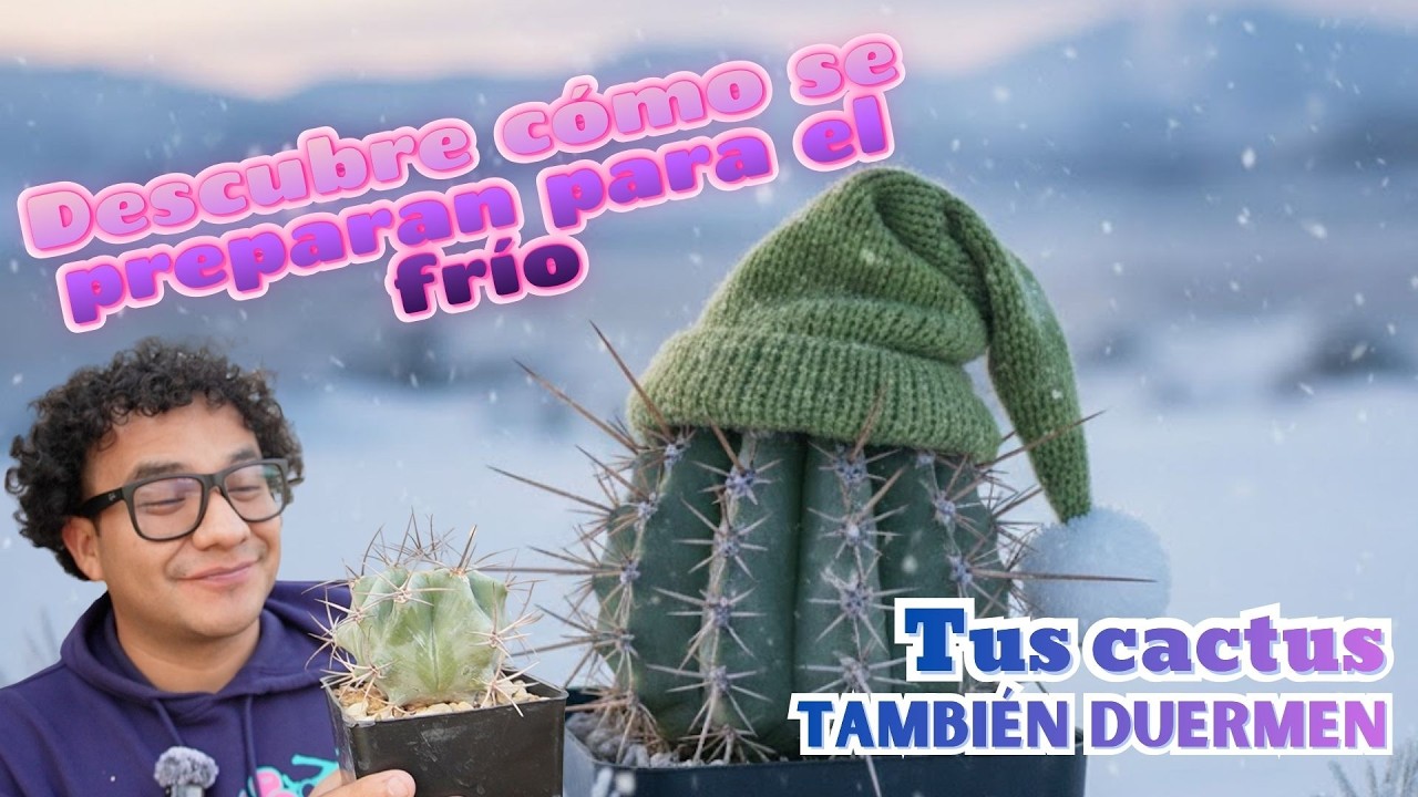 Cómo tus cactus absorben energía antes del invierno y entran en reposo
