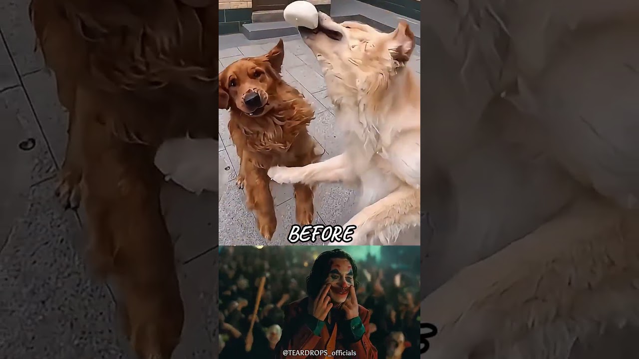 Catching Food Together… Now He’s Alone 💔 | Emotional Dog Story 