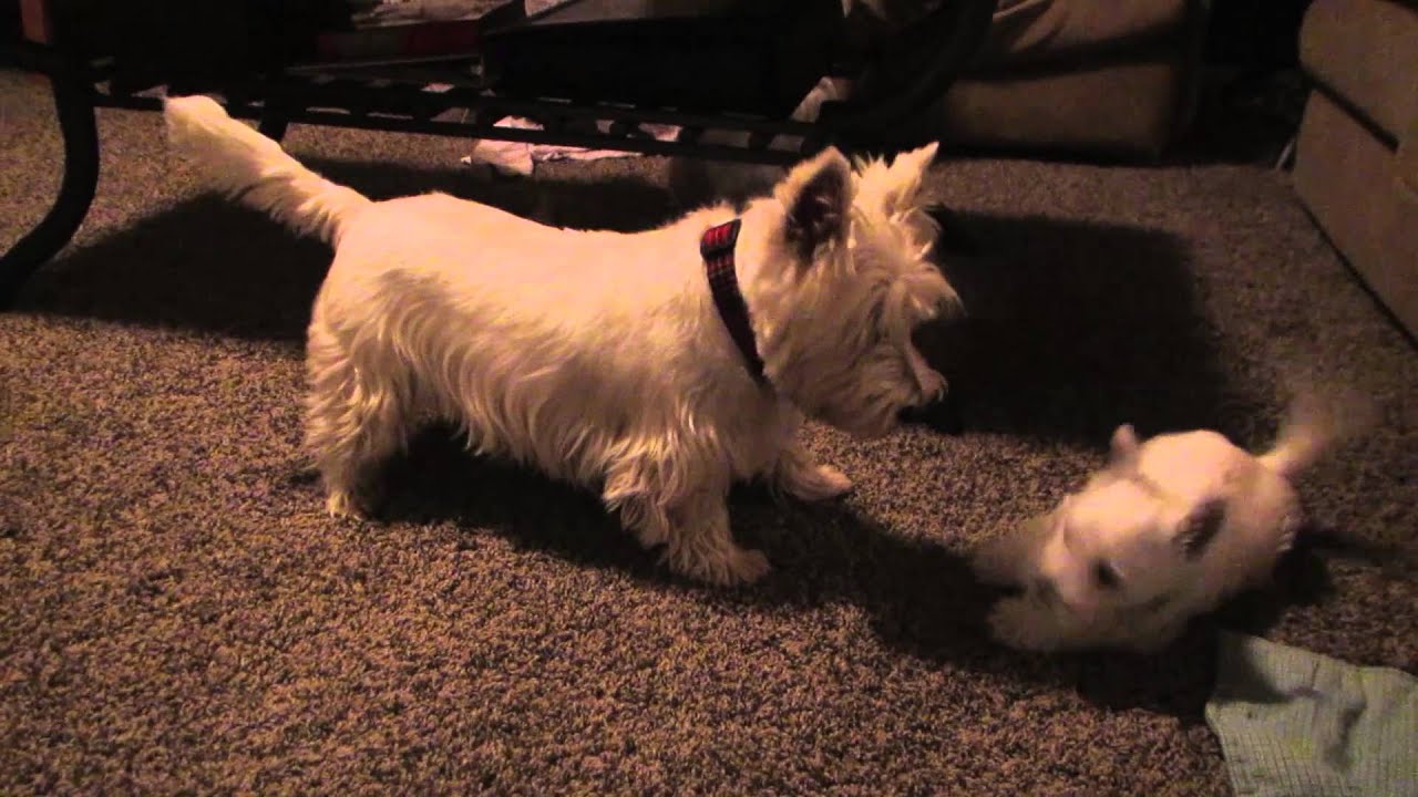 Westie Puppies Wrestle and Play with Parents