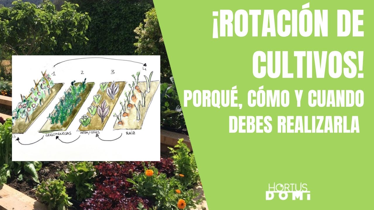 CÓMO REALIZAR ROTACIÓN DE CULTIVOS EN EL HUERTO Y SUS BENEFICIOS