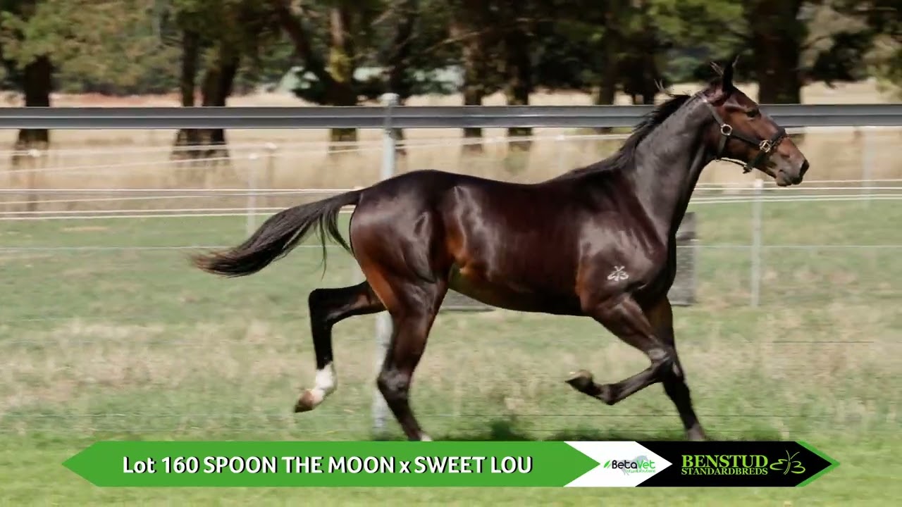 Lot 160 SPOON THE MOON x SWEET LOUBenstud Standardbreds Sydney Nutrien Yearling Sale 2026