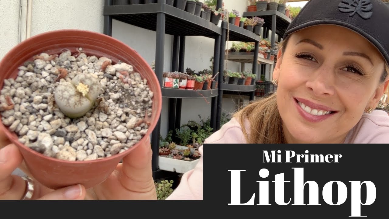 Mi primer lithop, ¿Que debo hacer? Cuidados