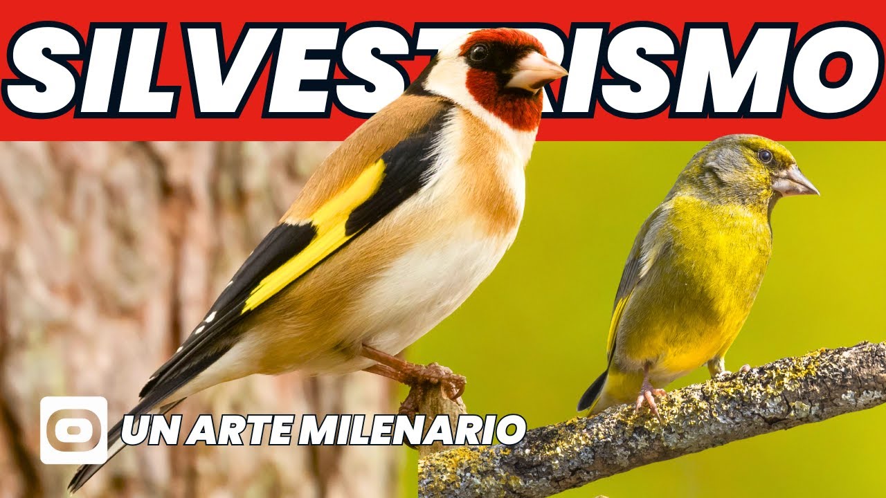 SILVESTRISMO EN ANDALUCÍA, RECORDANDO UN ARTE MILENARIO