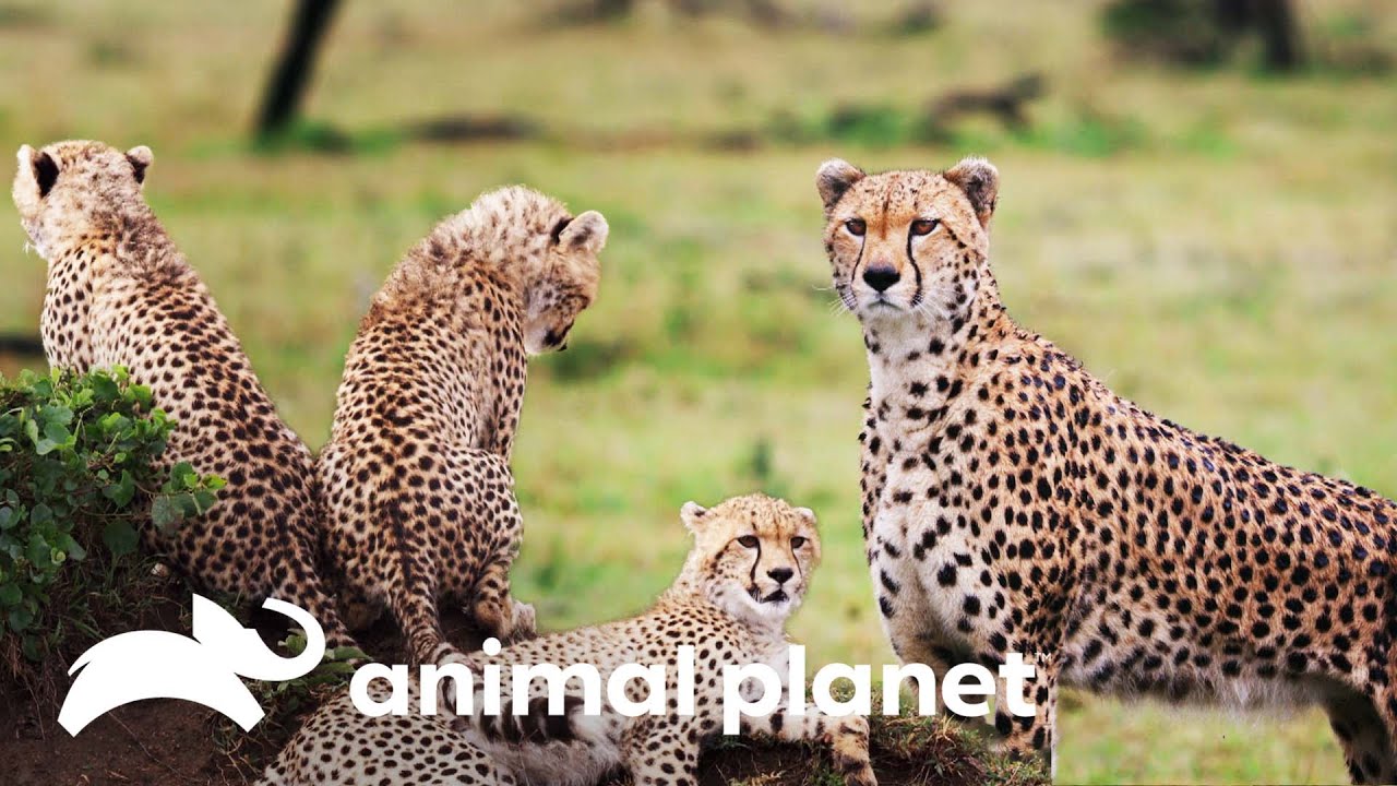 Conoce la rutina de los leopardos | Historias de grandes felinos | Animal Planet