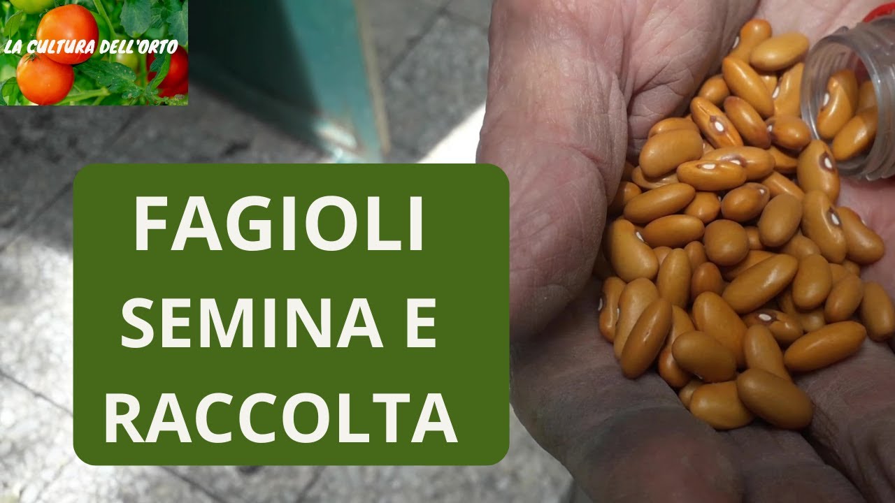 Fagioli, dalla semina alla raccolta. Quando si seminano i fagioli?