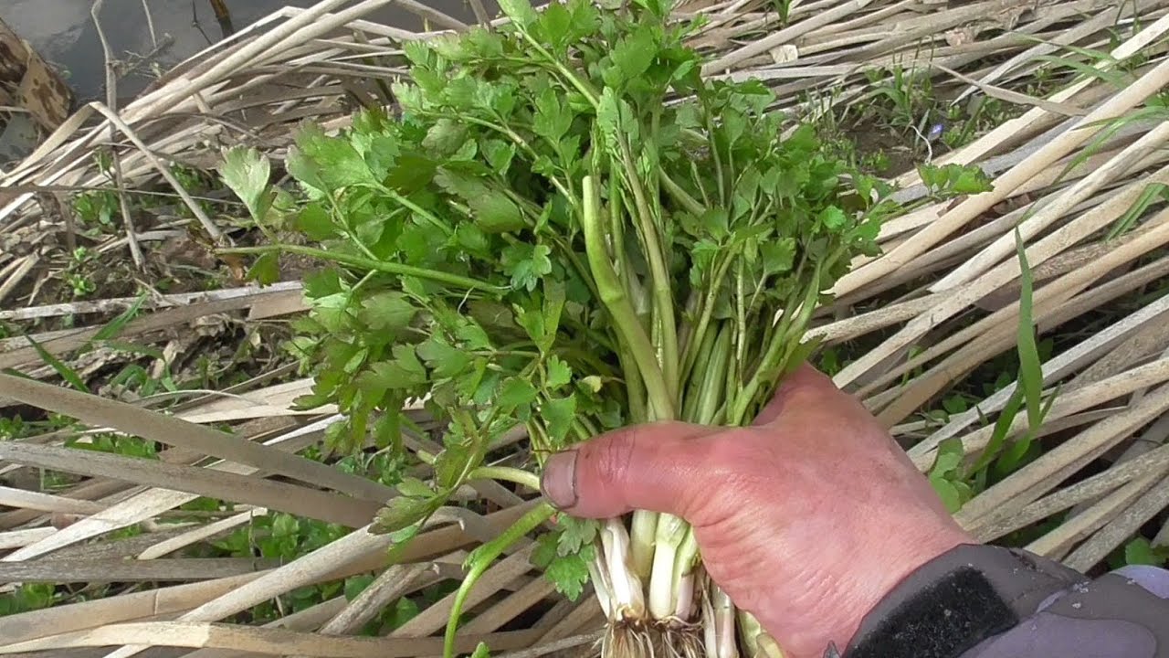 【手軽な野草】セリとからし菜を摘んで昼食にする日曜日