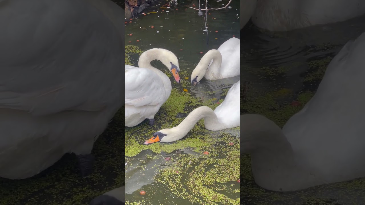 Czym jest guz tłuszczowy u łabędzi  #animals #zwierzaki #zwierzęta #birds #animalhelp #swan