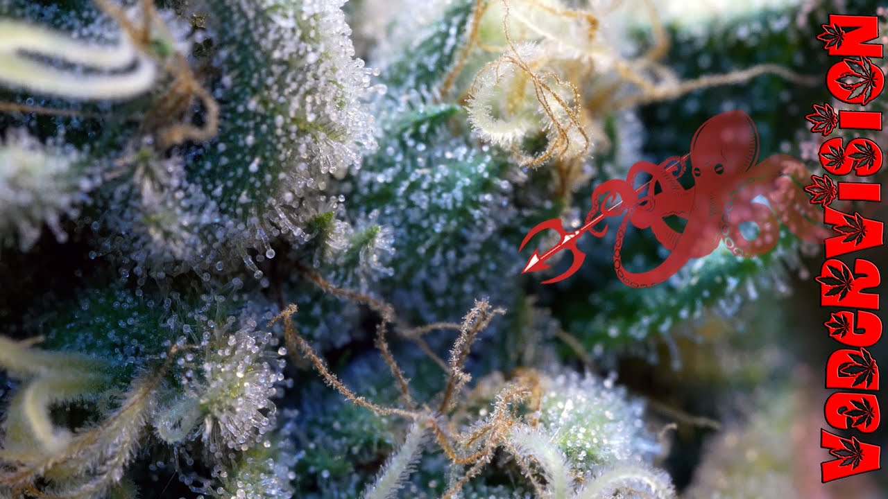 Trichomes Emerge for OG Kush selection round for breeding!
