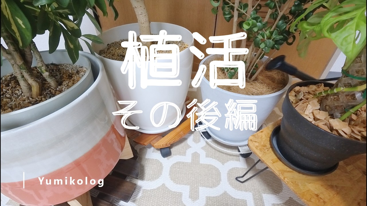 植活のその後