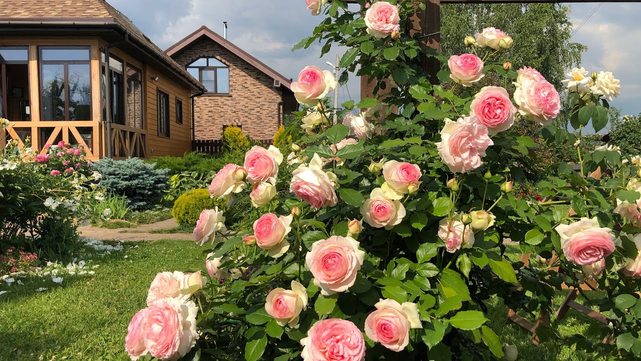 Наикрасивейшая Роза Пьер де Ронсар и ее подружки.