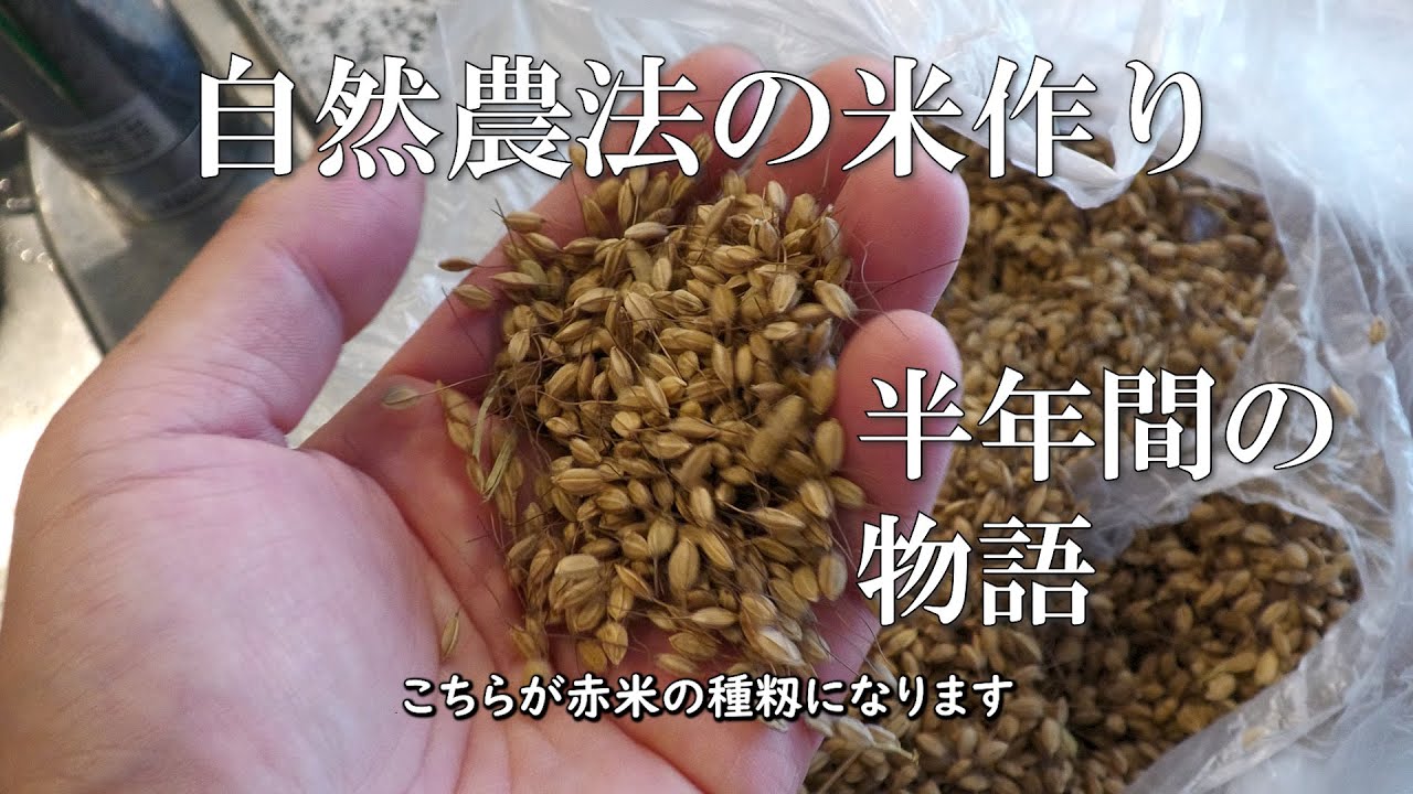自然農法の米作り　今年の稲作始めます　良い種を繋いでいく