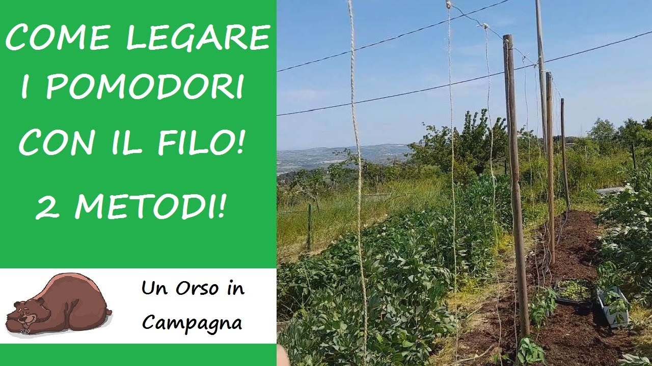 Legatura dei pomodori con il filo. Vi mostro 2 metodi semplici e veloci!