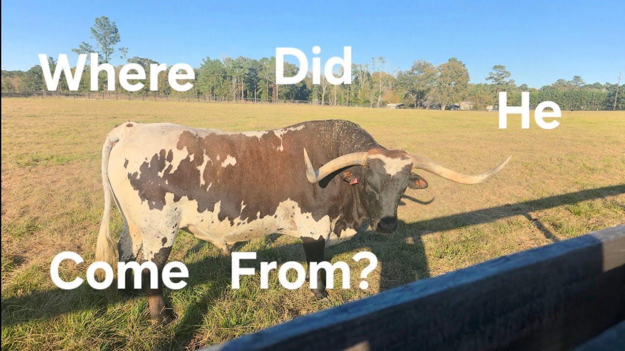 Tex's Full Lineage Explained