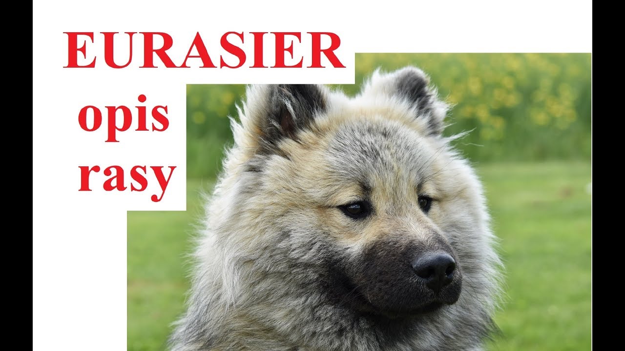 EURASIER - OPIS RASY - charakter, zdrowie, pielęgnacja, wady i zalety