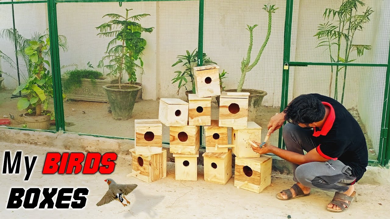 My Birds Nesting Boxes Are Arrived at Master Cage || Pets Vlog