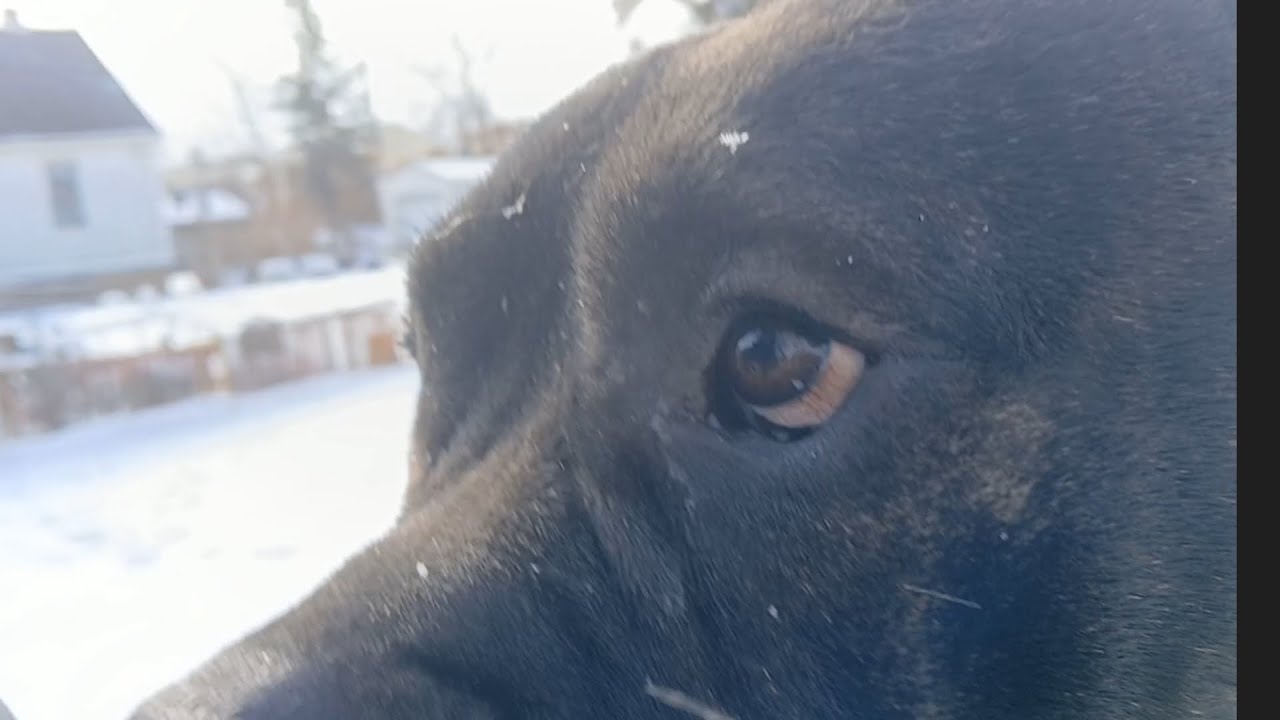 Presa canario yard time!!!!