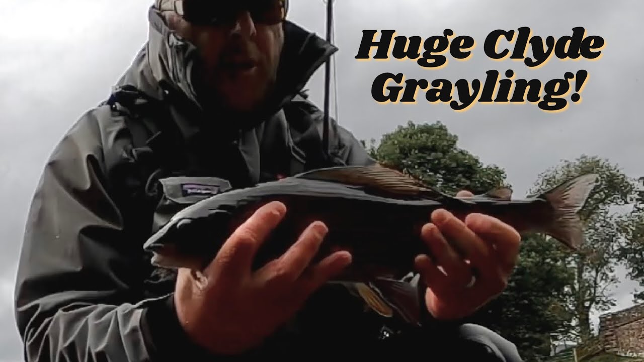 Wow!  A huge Grayling from the River Clyde #euronymphing #grayling #fishing   4K