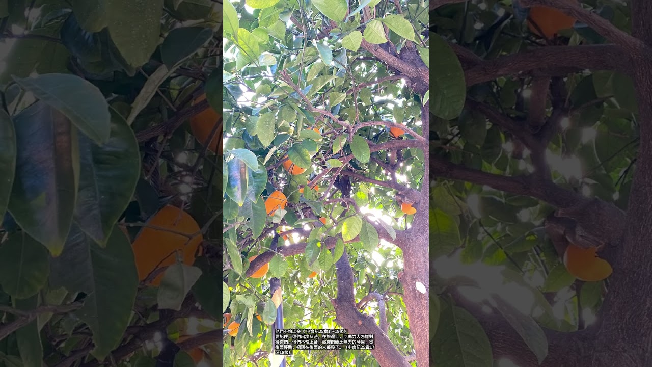 每日族語經句 每日新眼光20260205
