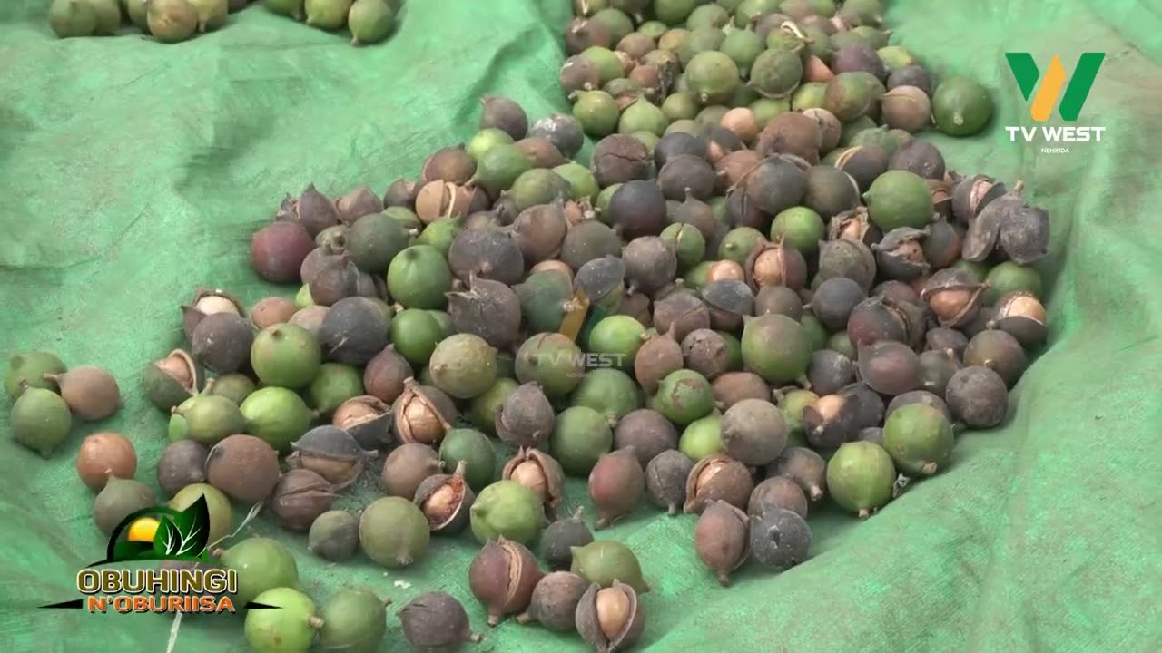 Obuhingi Noburiisa: Julius Bigabwa, omuhingi wa Macadamia