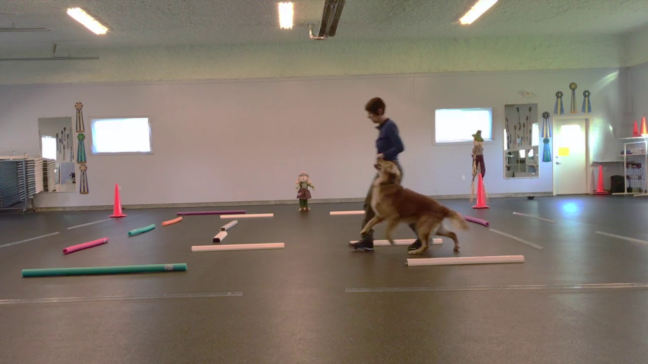 Heeling Maze with Janice Gunn, Sparks & Pounce