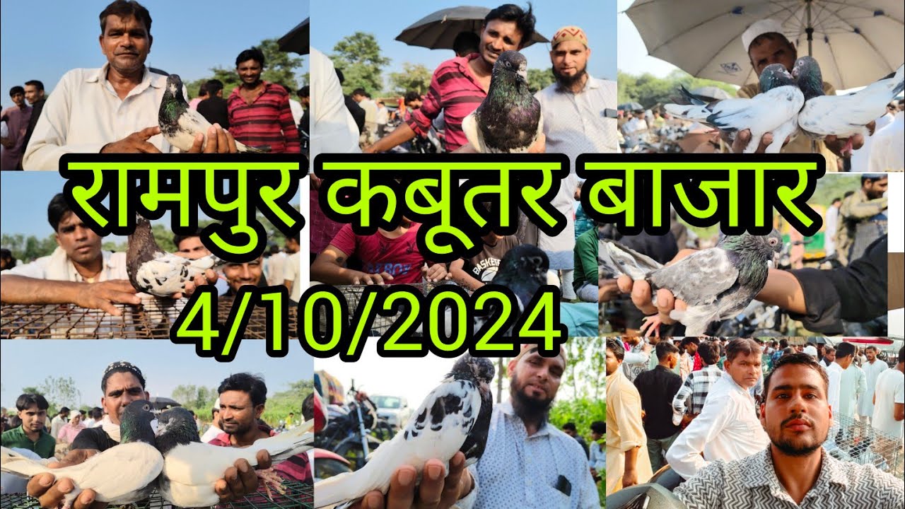 रामपुर कबूतर बाजार Rampur Kabootar market