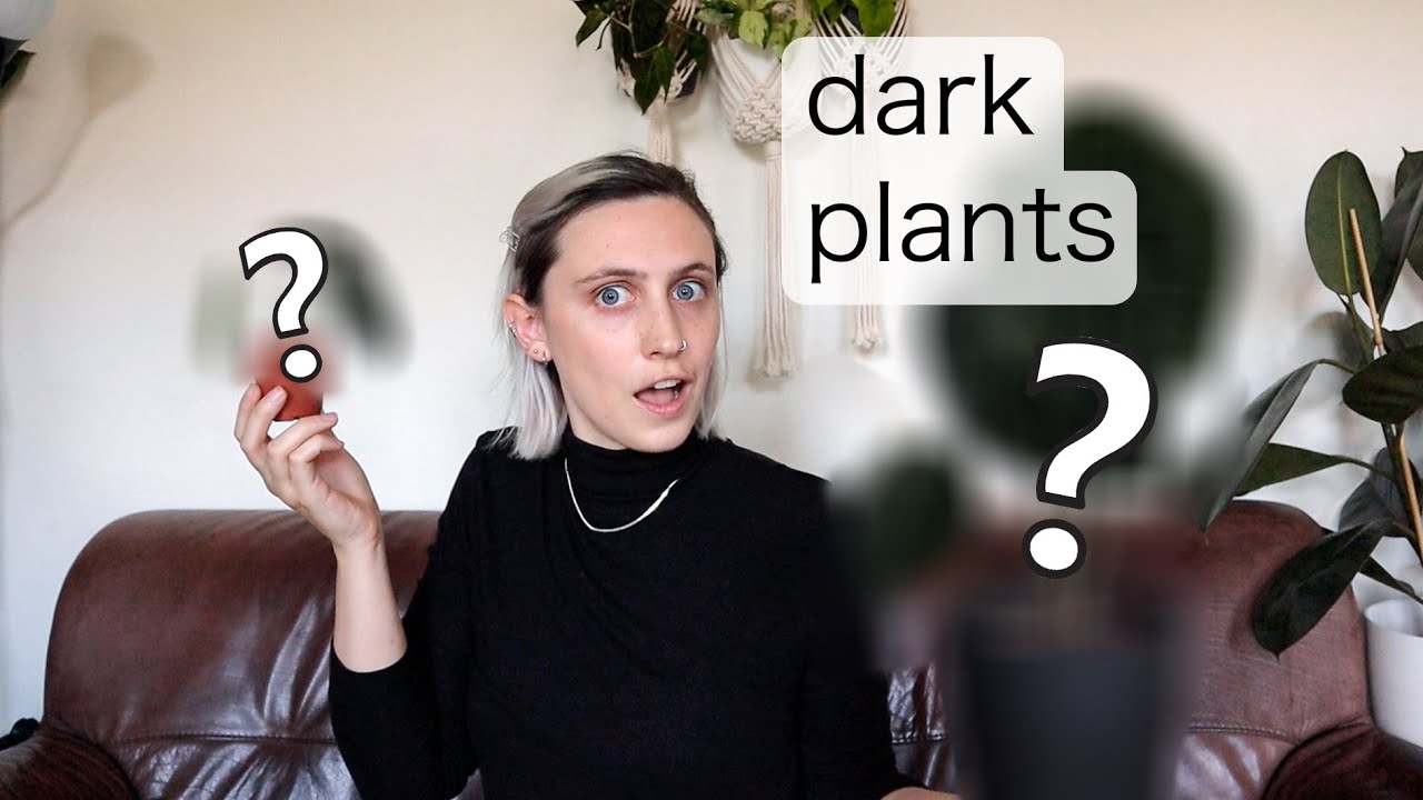 BEST DARK FOLIAGE PLANTS